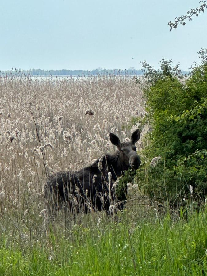 Apartamenty Wislany Przekop Gdańsk Exteriör bild